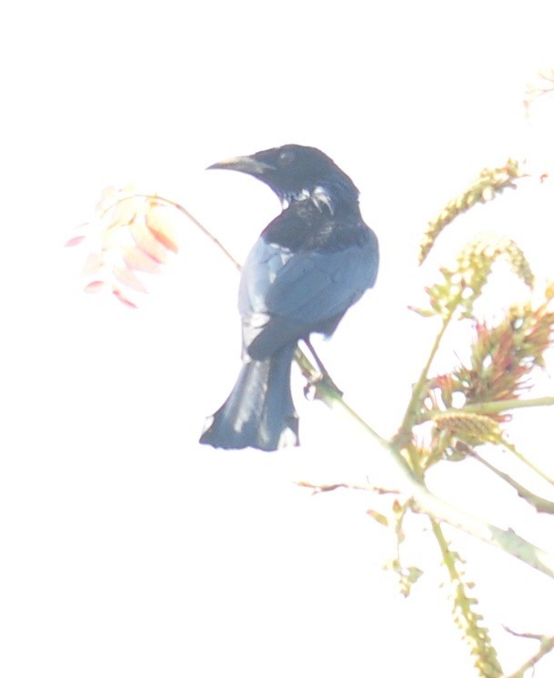 Hair-crested Drongo - ML86410631