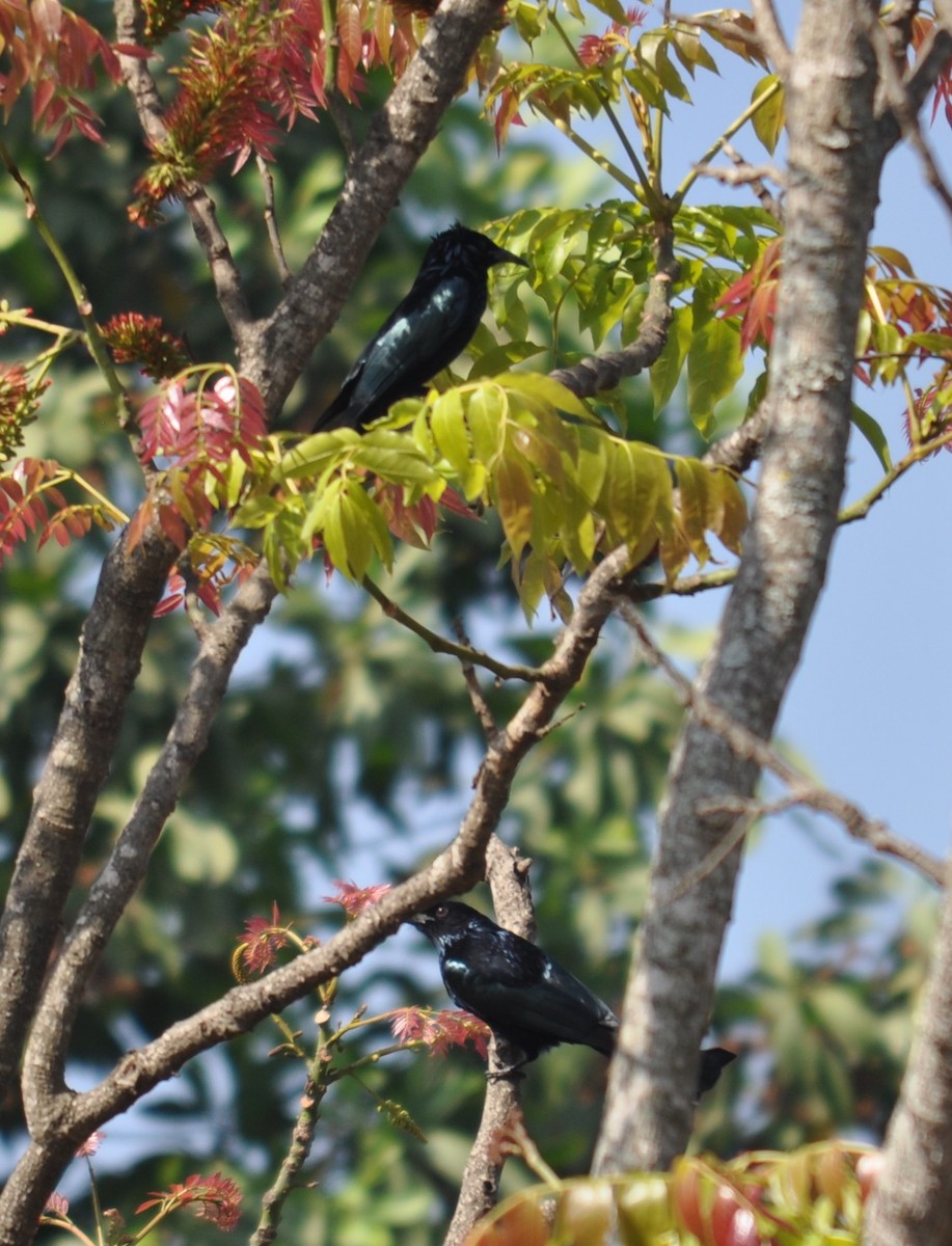 Hair-crested Drongo - ML86410671