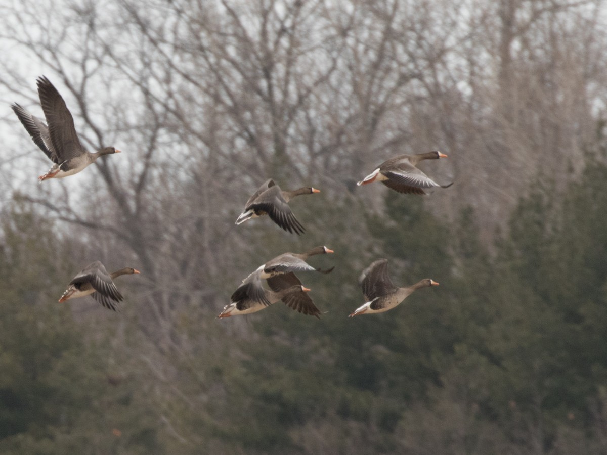 Greater White-fronted Goose - ML86410931