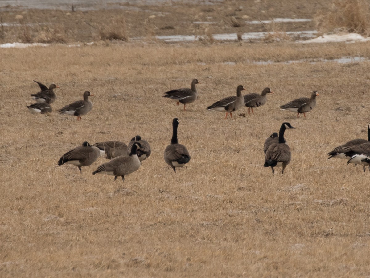 Greater White-fronted Goose - ML86410951