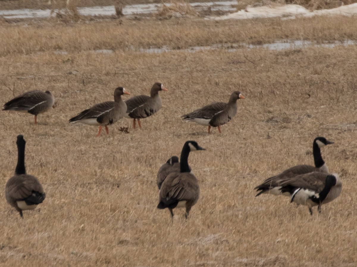Greater White-fronted Goose - ML86410961