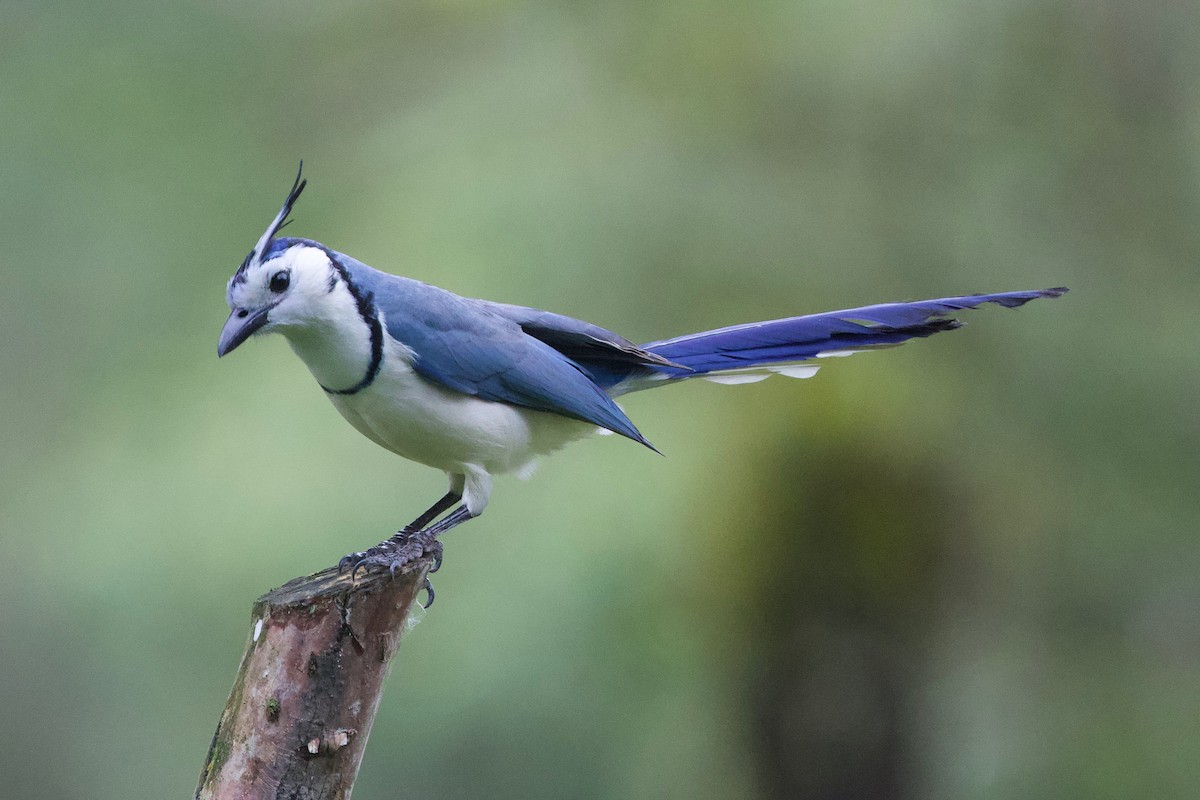 White-throated Magpie-Jay - Cory Gregory