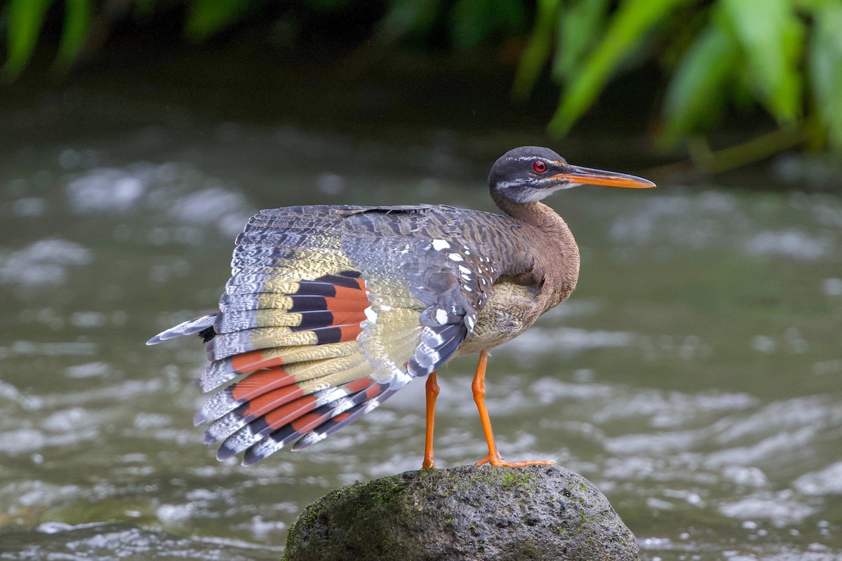 Sunbittern - Cory Gregory