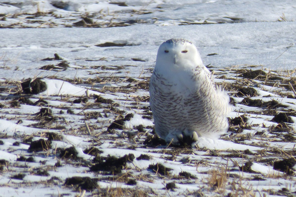 Snowy Owl - ML86412971