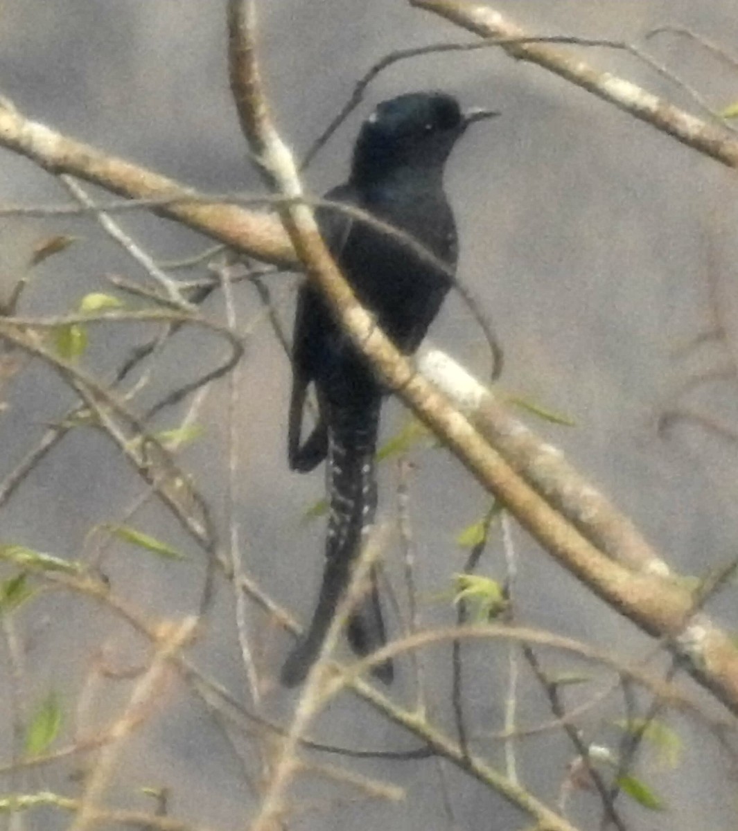 Fork-tailed Drongo-Cuckoo - Kalpesh Gaitonde