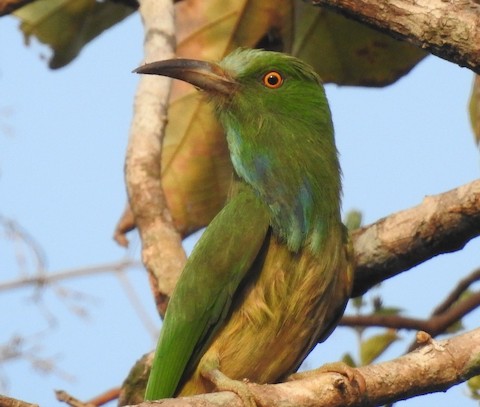 Bee Eater: Name Telling Birds Series Article by V Kirubhanandhini. பெயர் சொல்லும் பறவை 17 – காட்டுப் பஞ்சுருட்டான் (Blue-bearded Bee-eater) 