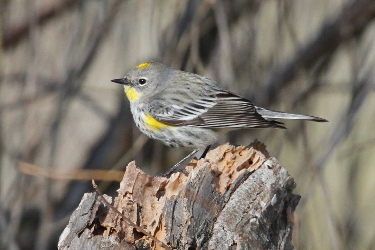 Yellow-rumped Warbler (Audubon's) - ML86421311