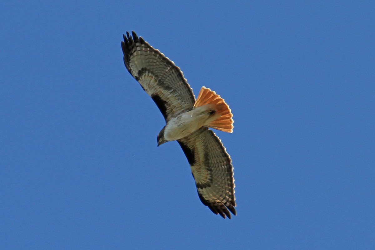 Red-tailed Hawk - ML86422781