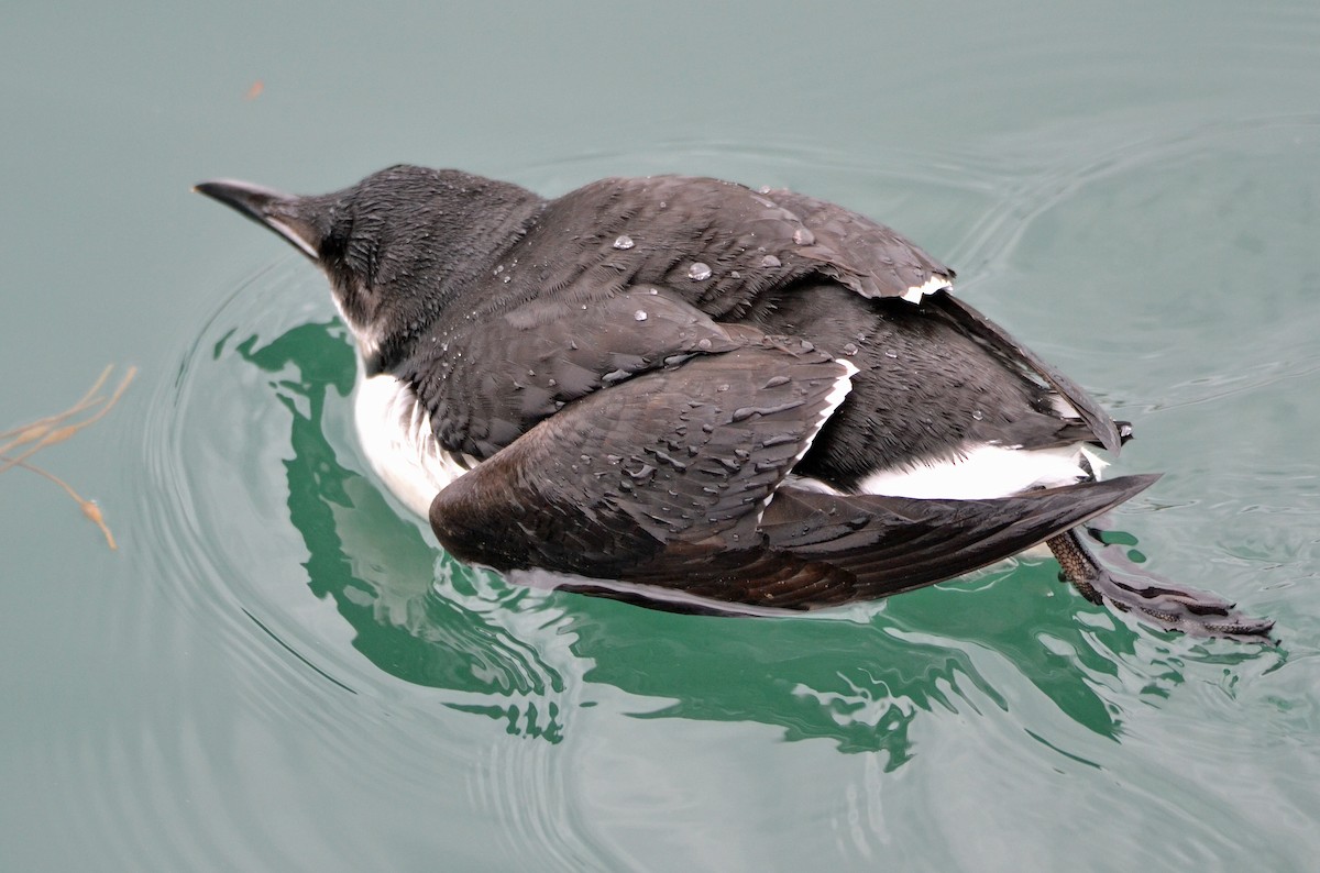 Thick-billed Murre - ML86424091