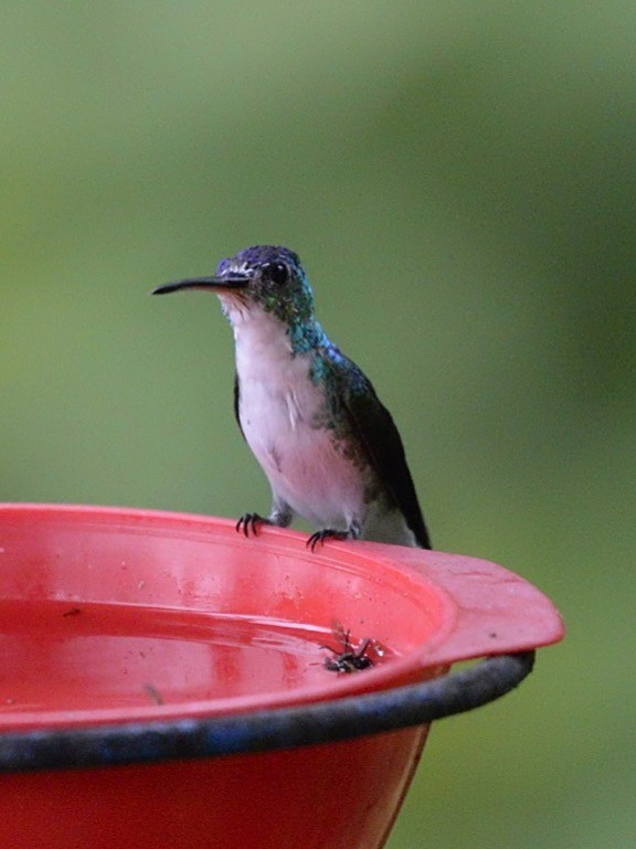 kolibřík andský - ML86424671