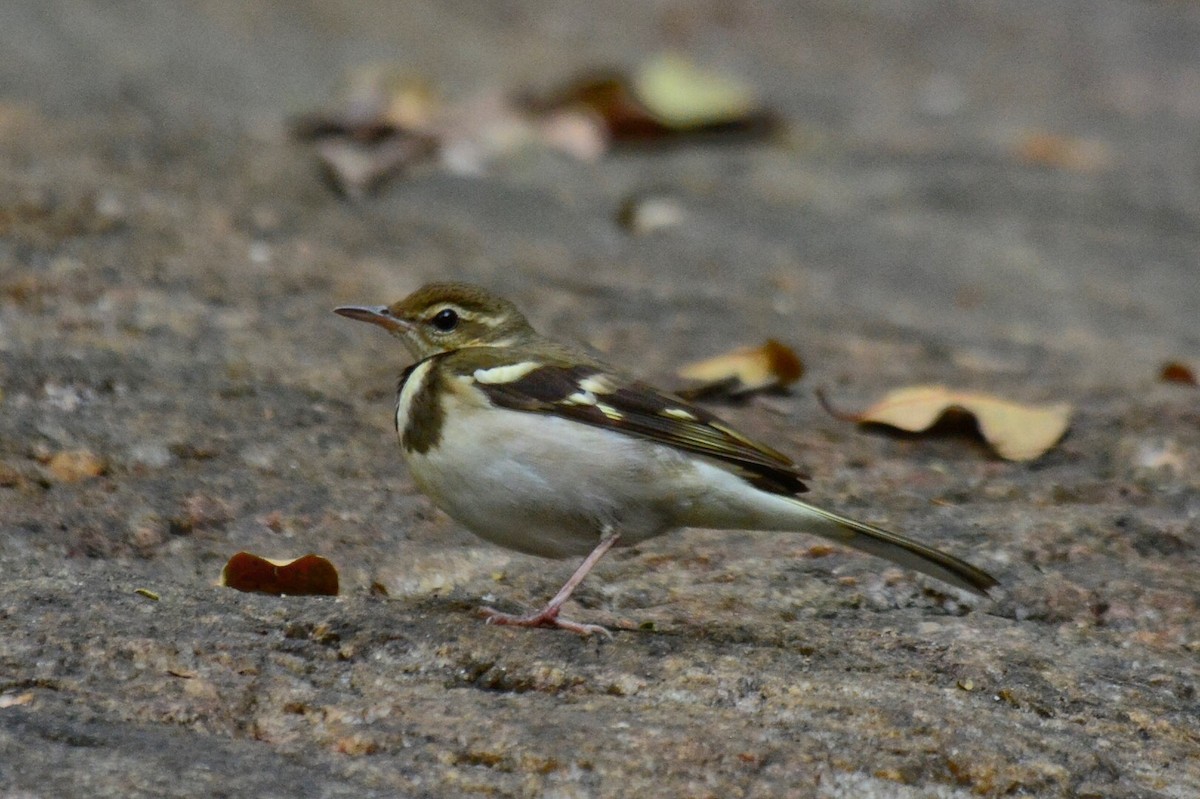 Forest Wagtail - ML86427211