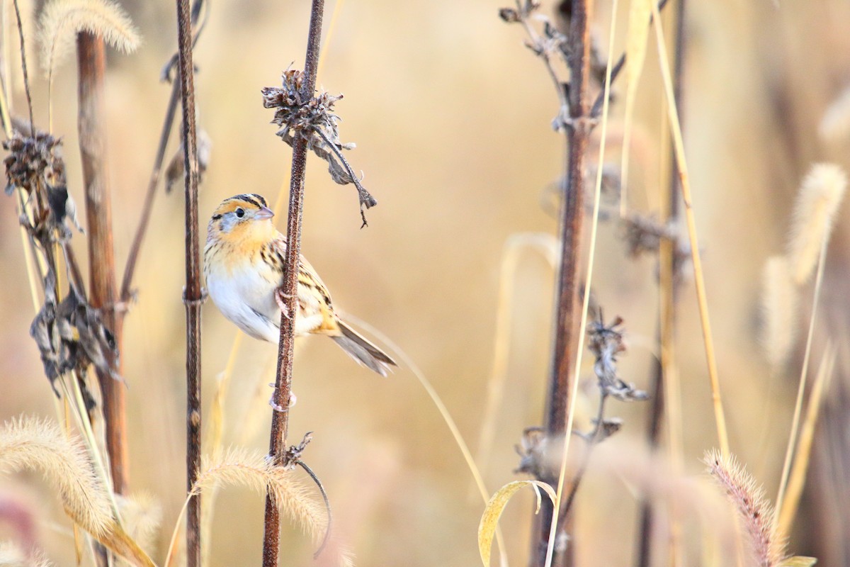 LeConte's Sparrow - Shawn Miller