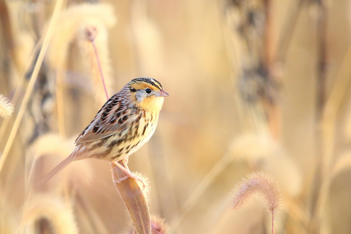 LeConte's Sparrow - Shawn Miller