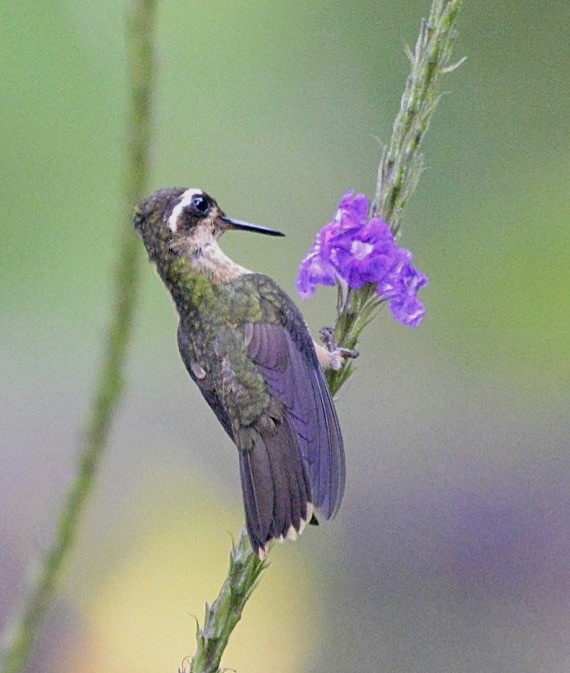 Speckled Hummingbird - ML86428961