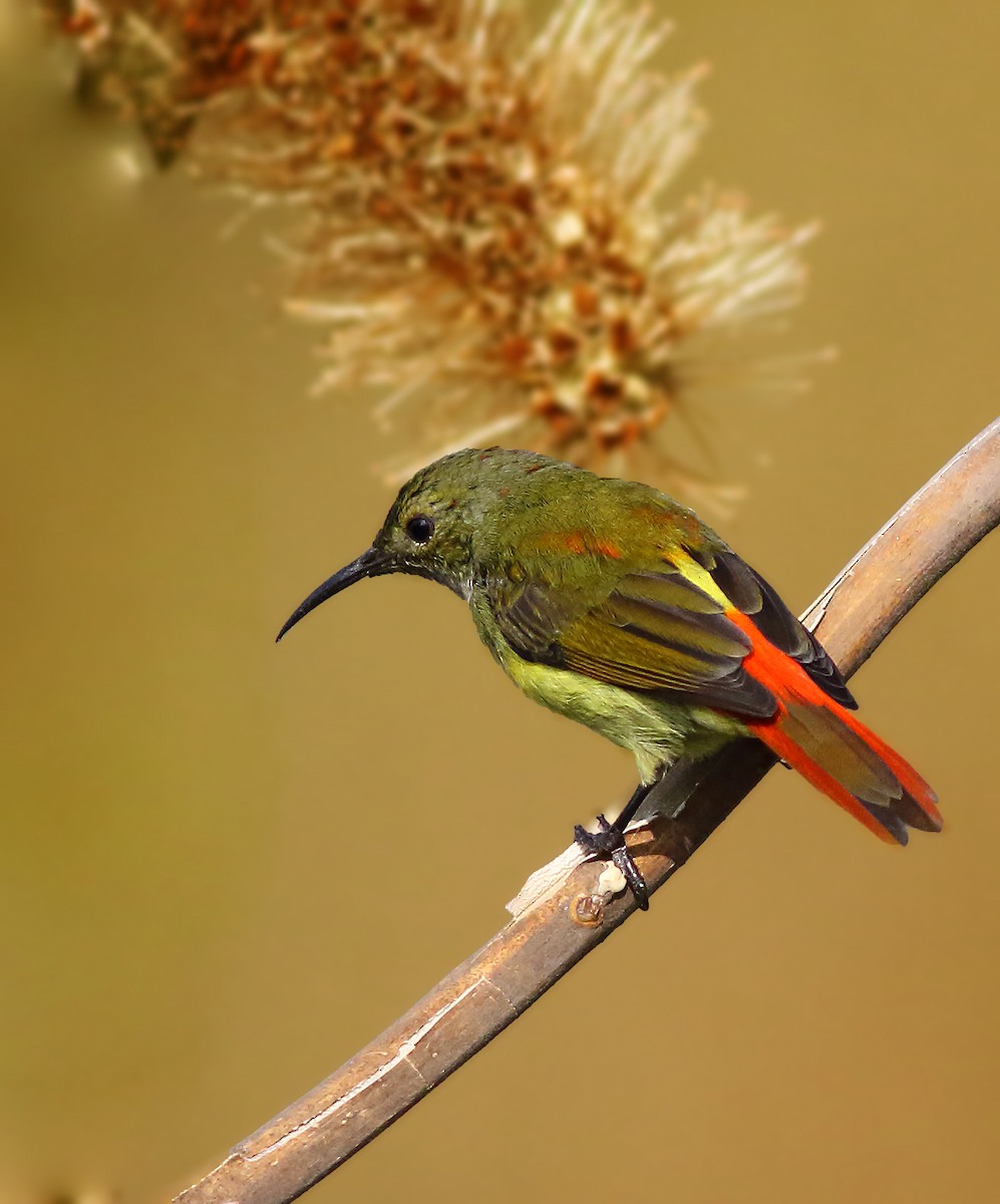 Fire-tailed Sunbird - Amitava Ganguly