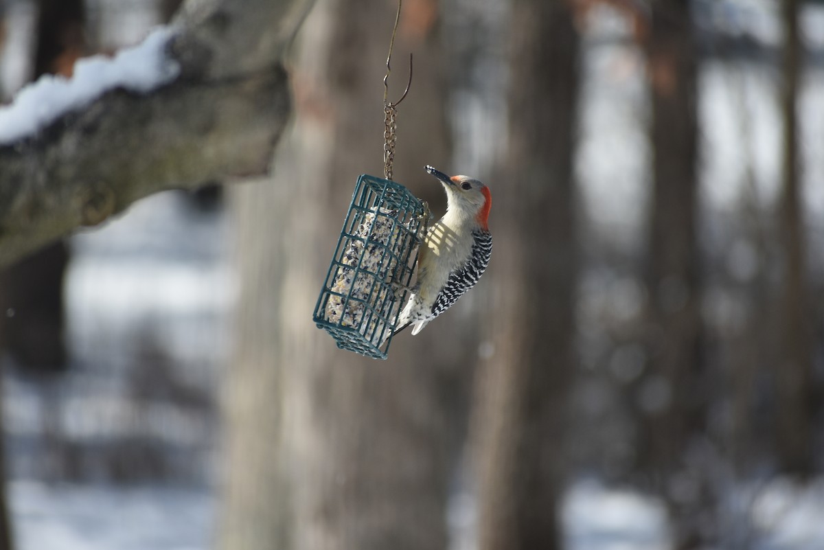Red-bellied Woodpecker - Greg Wilver