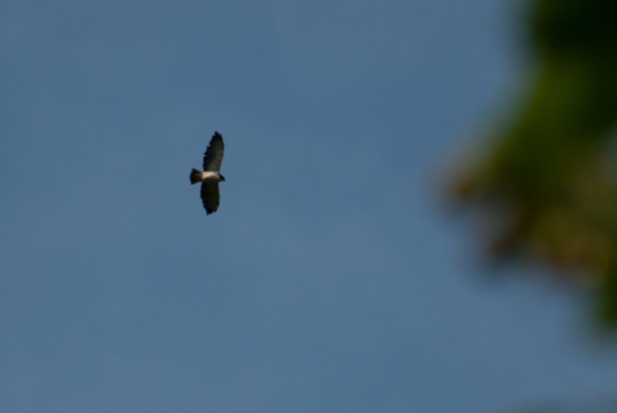 Short-tailed Hawk - Stephen Davies