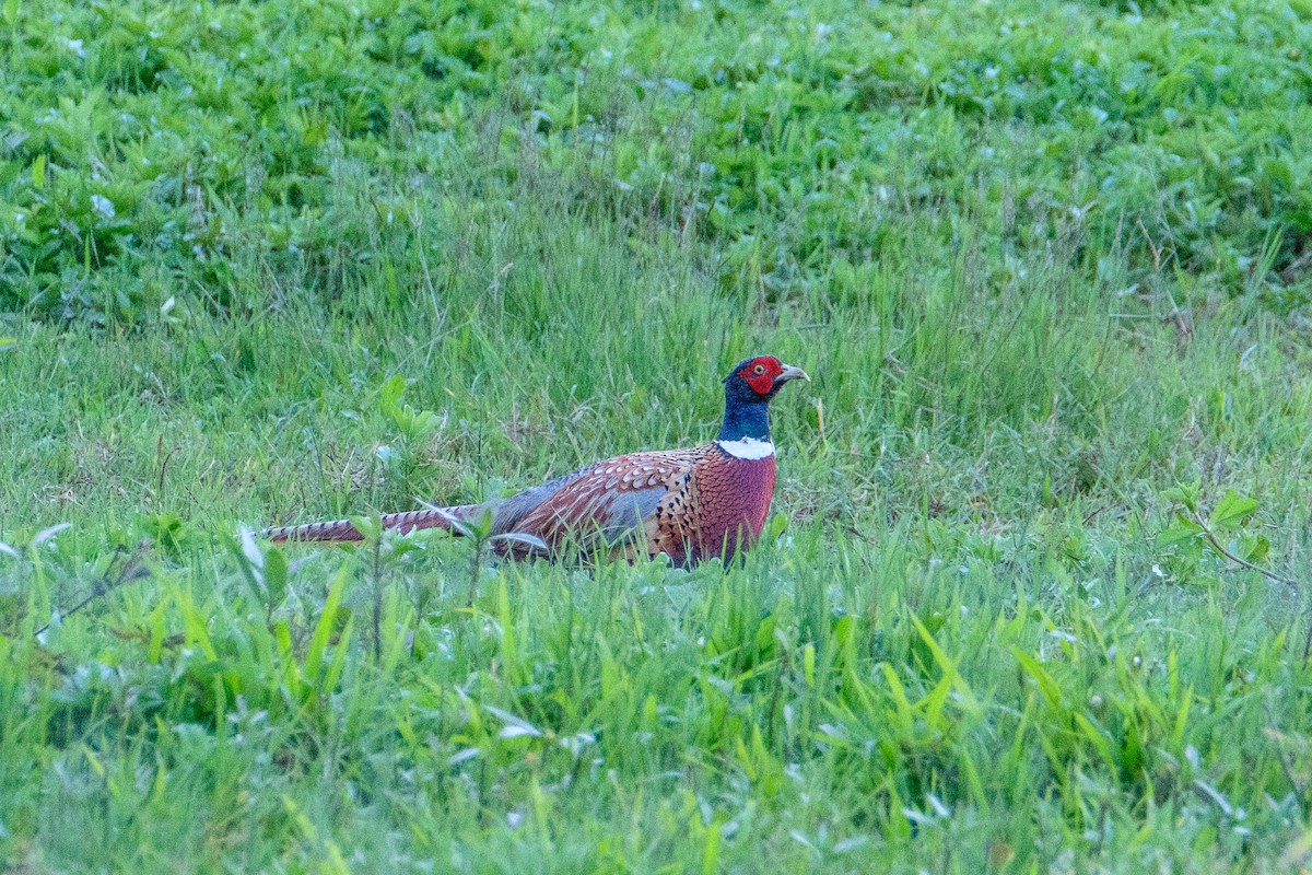 Ring-necked Pheasant - Robert Johnson
