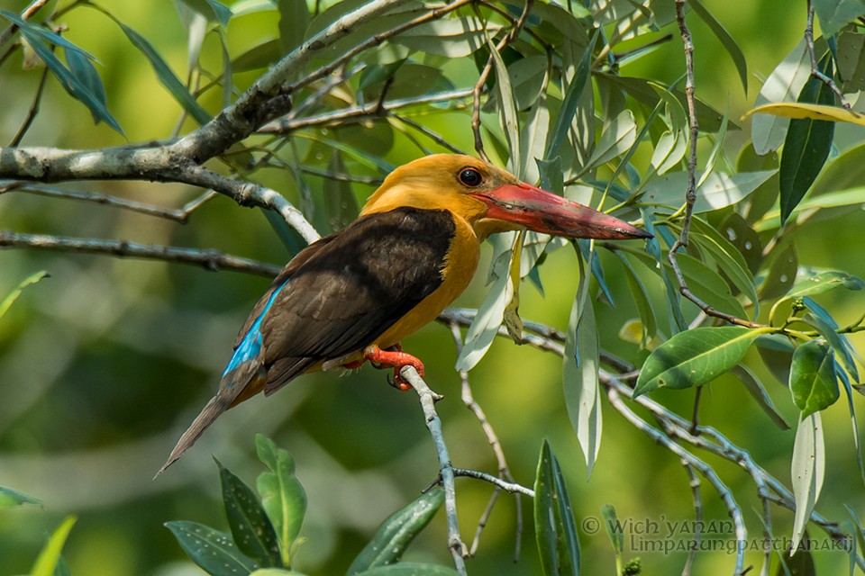 Brown-winged Kingfisher - Wich’yanan Limparungpatthanakij