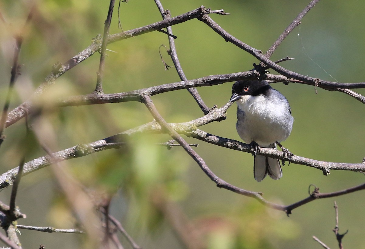 Black-capped Warbling Finch - ML86436911