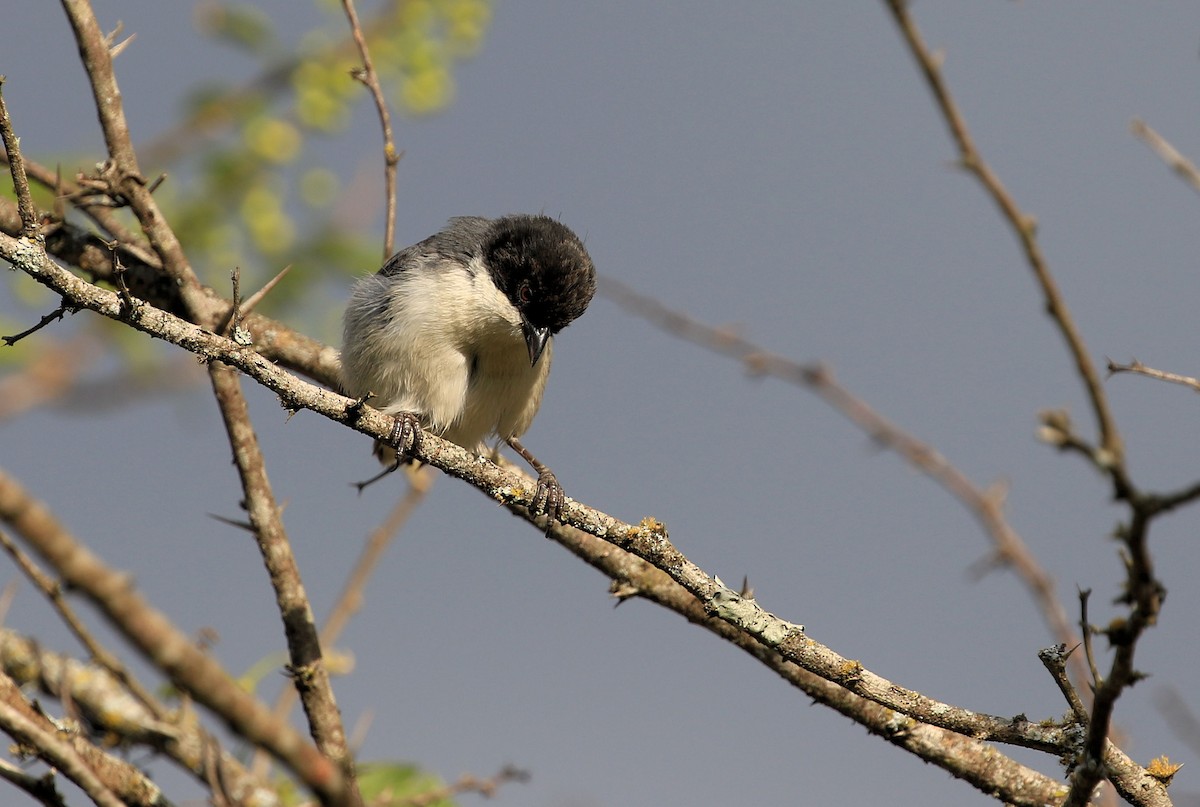 Black-capped Warbling Finch - ML86436921
