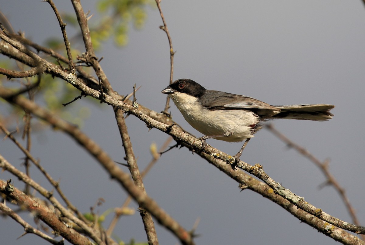 Black-capped Warbling Finch - ML86436931