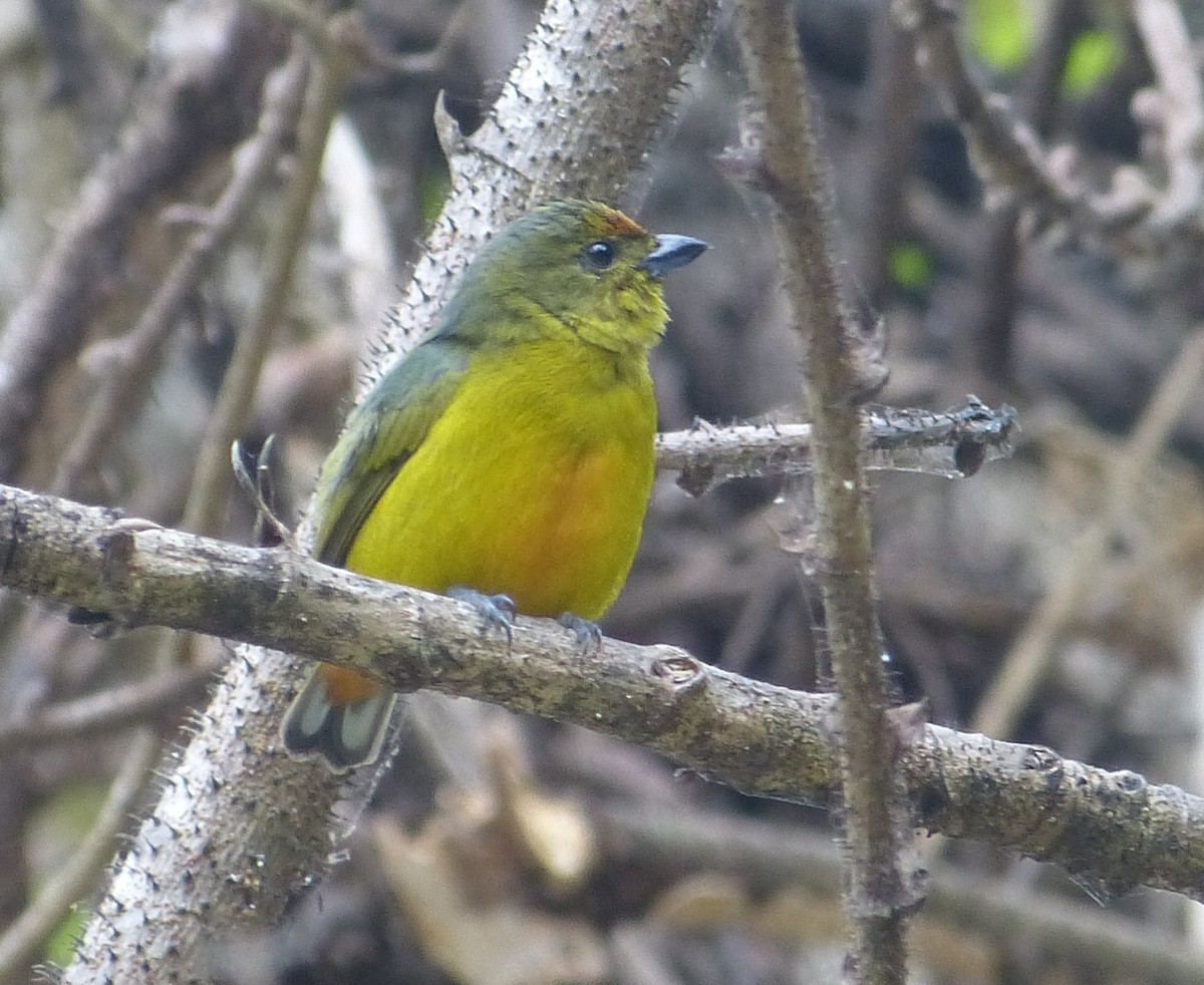 Fulvous-vented Euphonia - Christina Riehl