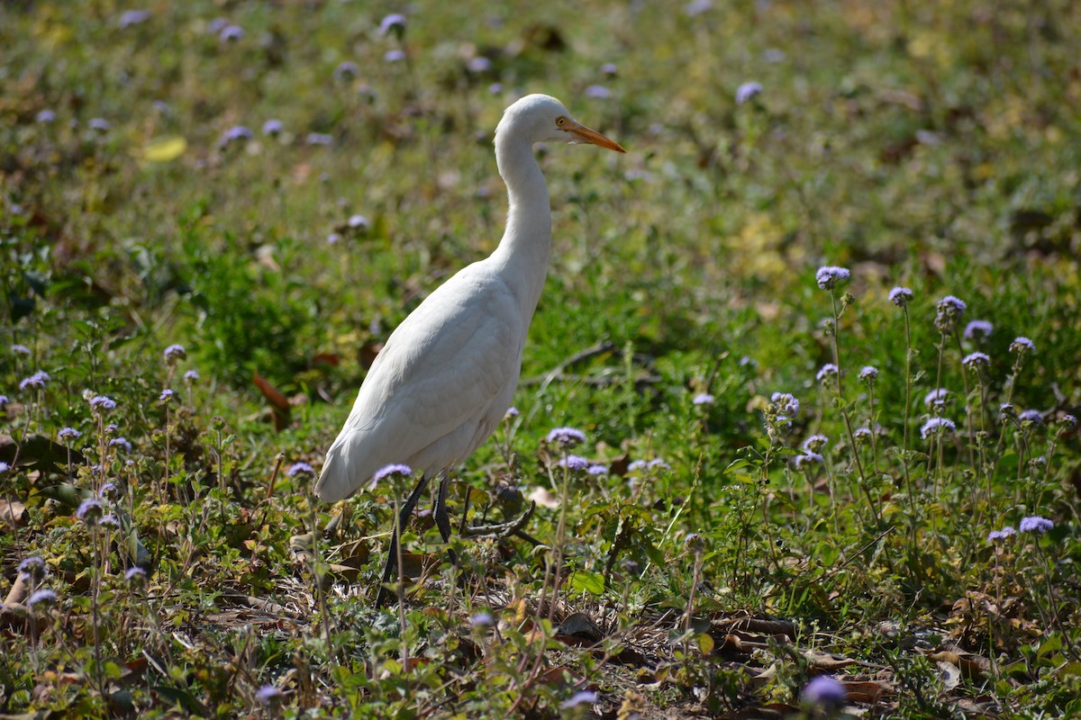 Eastern Cattle Egret - Sipu Kumar