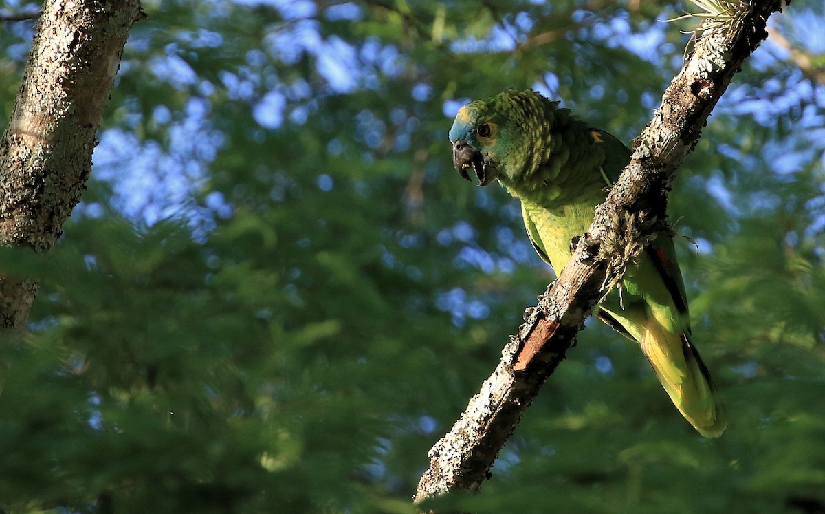 Turquoise-fronted Parrot - Patrick MONNEY