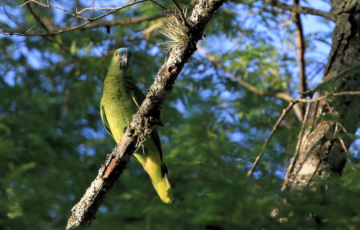 Turquoise-fronted Parrot - ML86439141