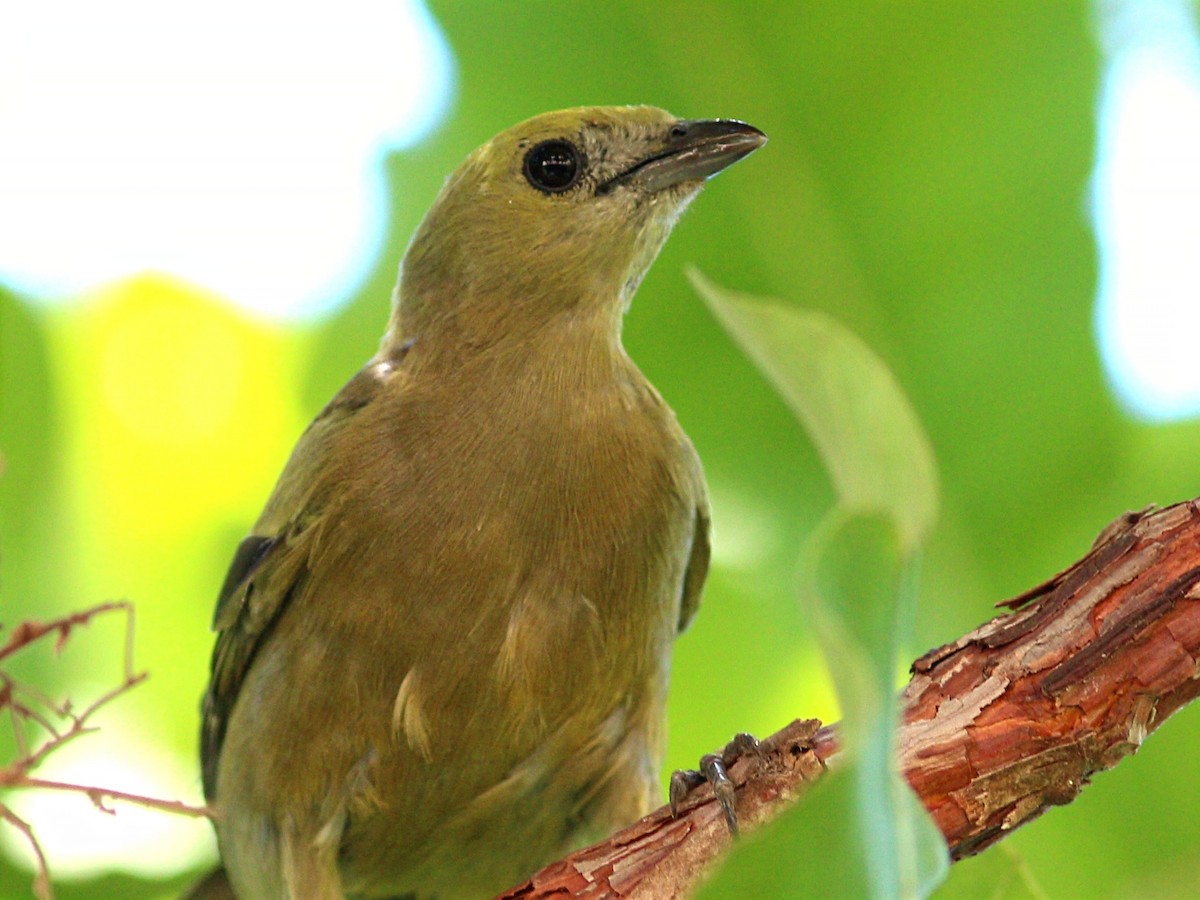 Palm Tanager - ML86440411