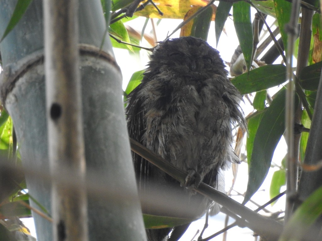 Indian Scops-Owl - Anagha Deb