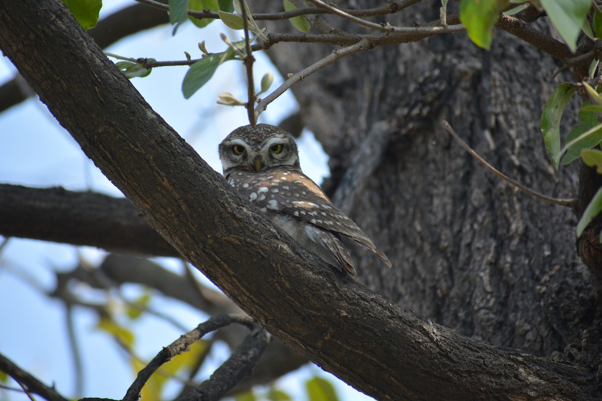 Spotted Owlet - ML86443981