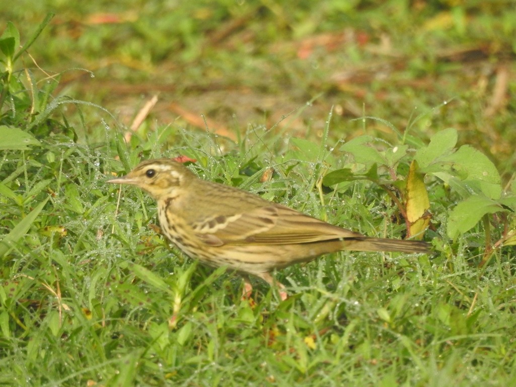 Olive-backed Pipit - Anagha Deb