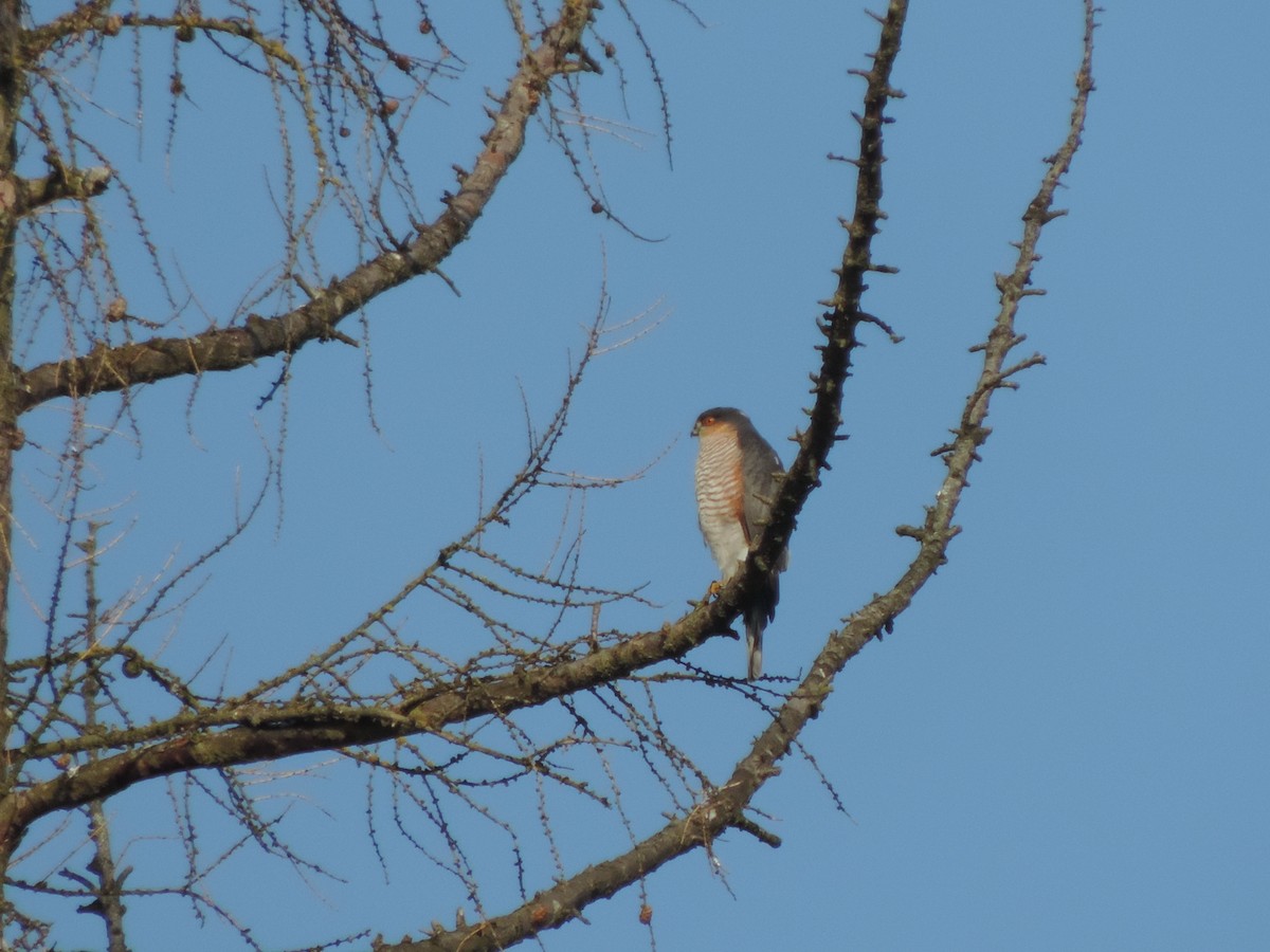 Eurasian Sparrowhawk - Libor Schröpfer