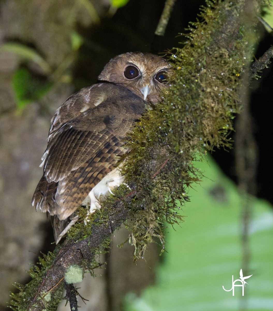 Rufescent Screech-Owl (Colombian) - Jennifer Alvarado