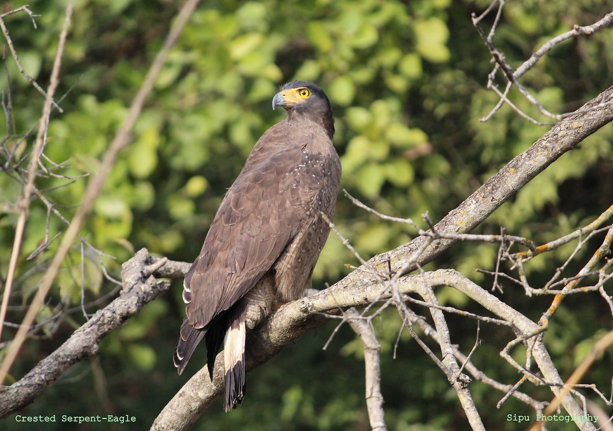 Crested Serpent-Eagle - ML86447271