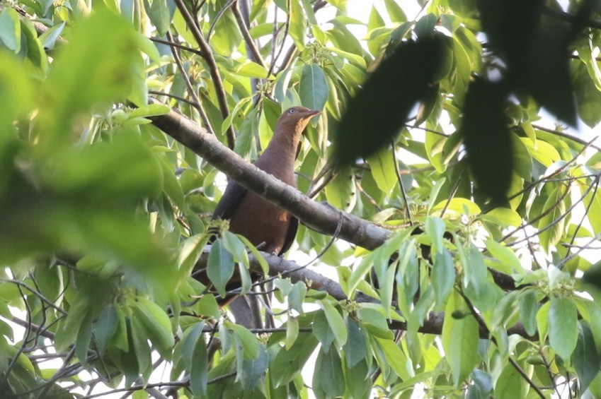 Palawan Cuckoo-Dove (undescribed form) - Knut Hansen