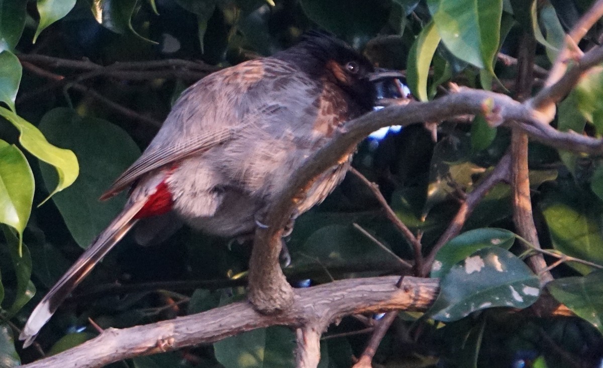 Red-vented Bulbul - ML86449481