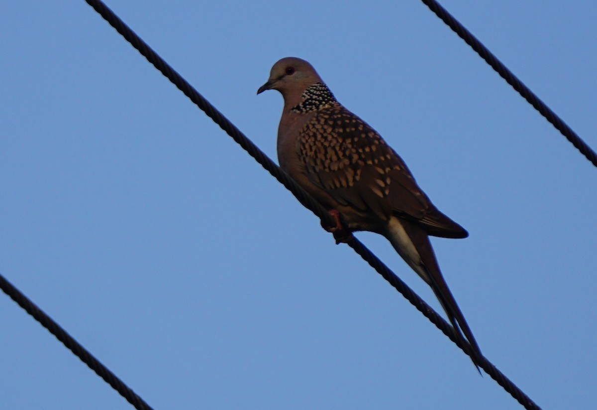 Spotted Dove - ML86450331