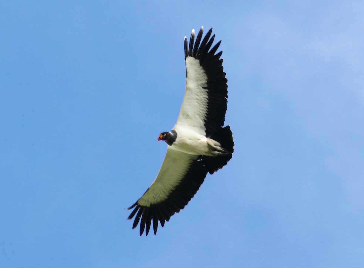 King Vulture - Victor Stoll