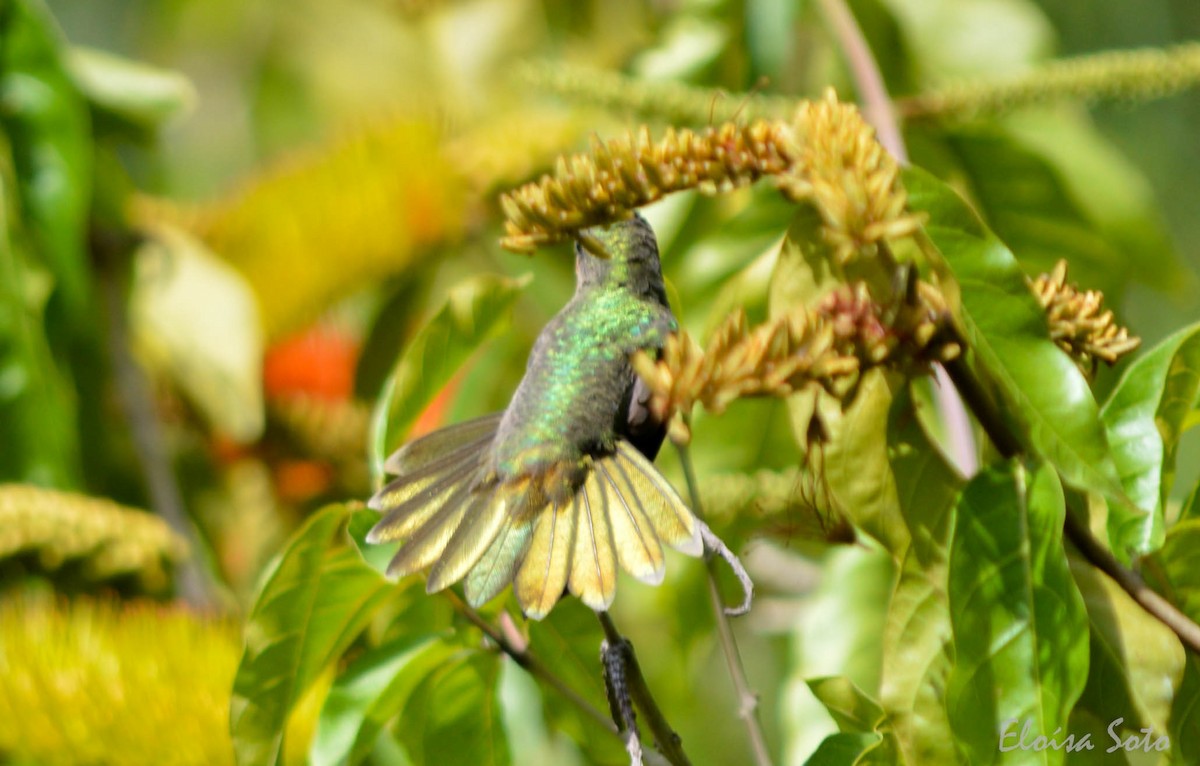 Gilded Hummingbird - ML86450771