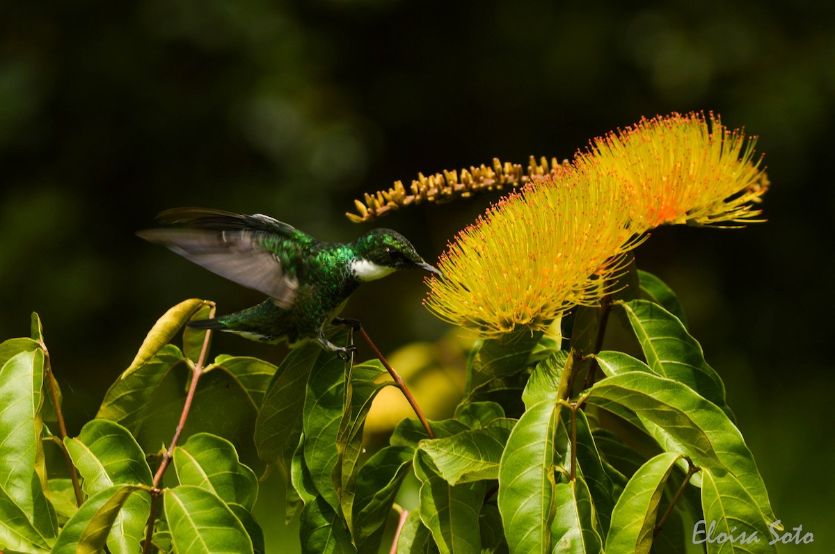 kolibřík límcový - ML86451351