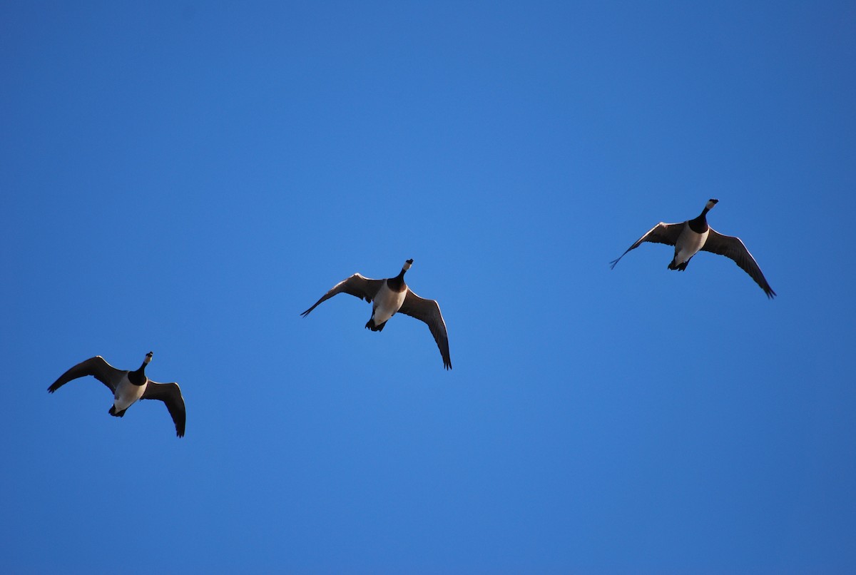 Barnacle Goose - Aves de Málaga