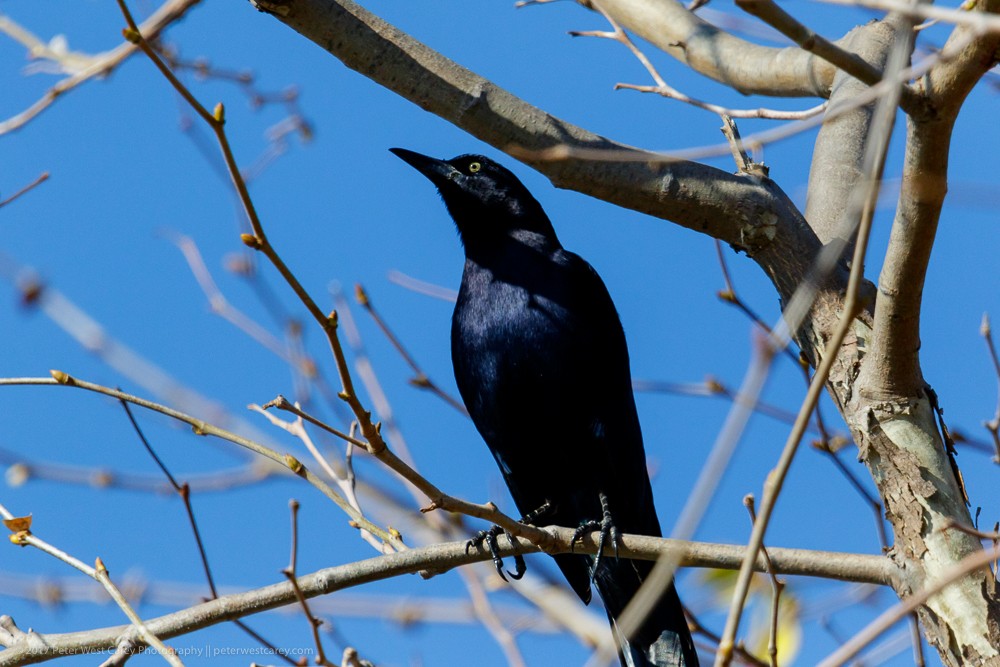 Great-tailed Grackle - ML86456651