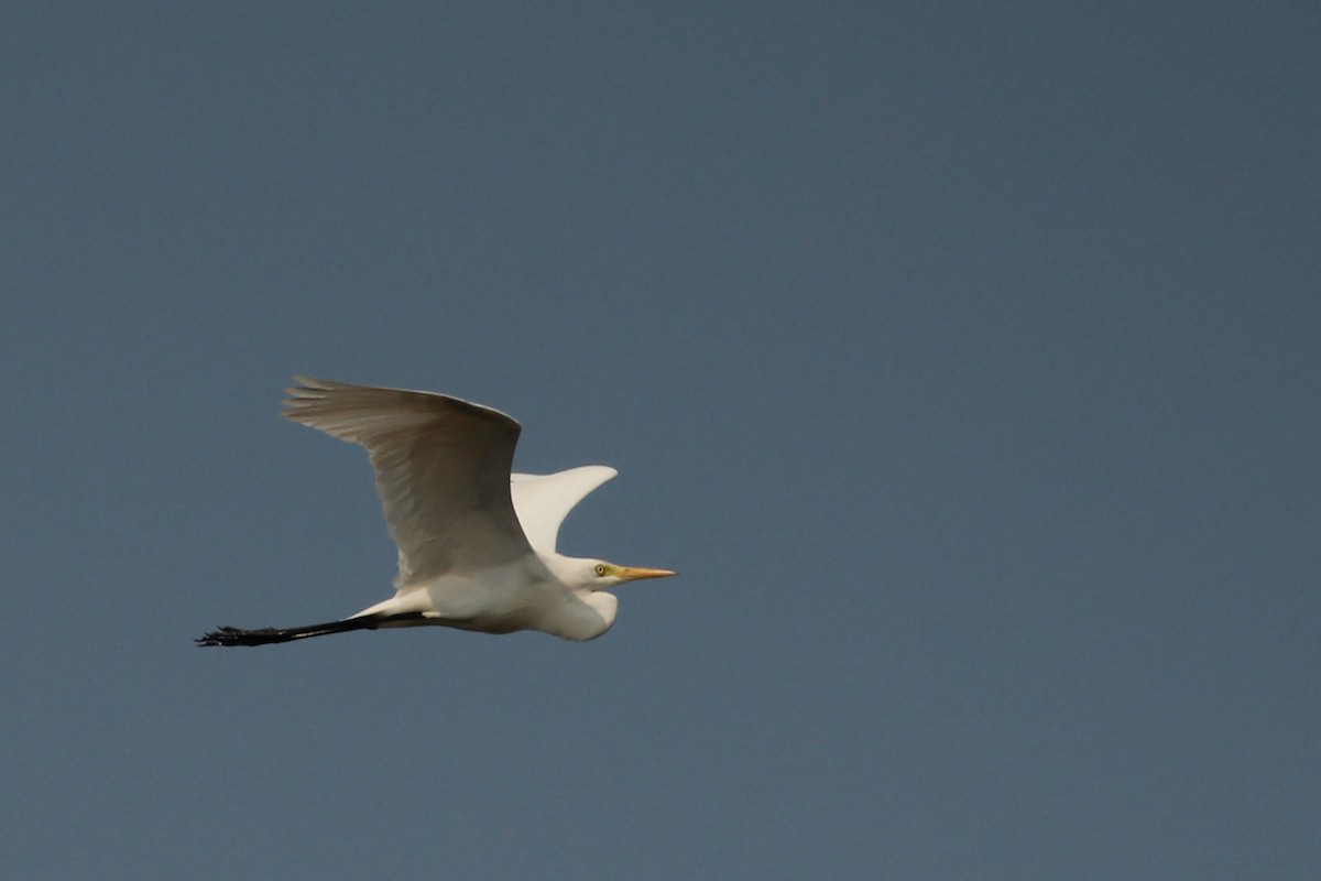 Great Egret - Panchapakesan Jeganathan