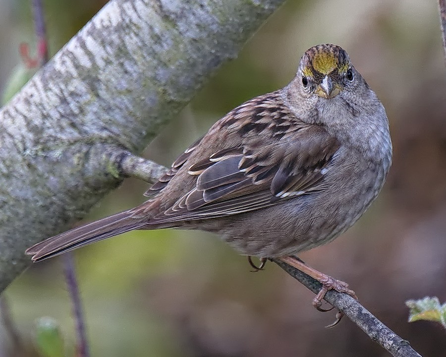 Golden-crowned Sparrow - ML86458021