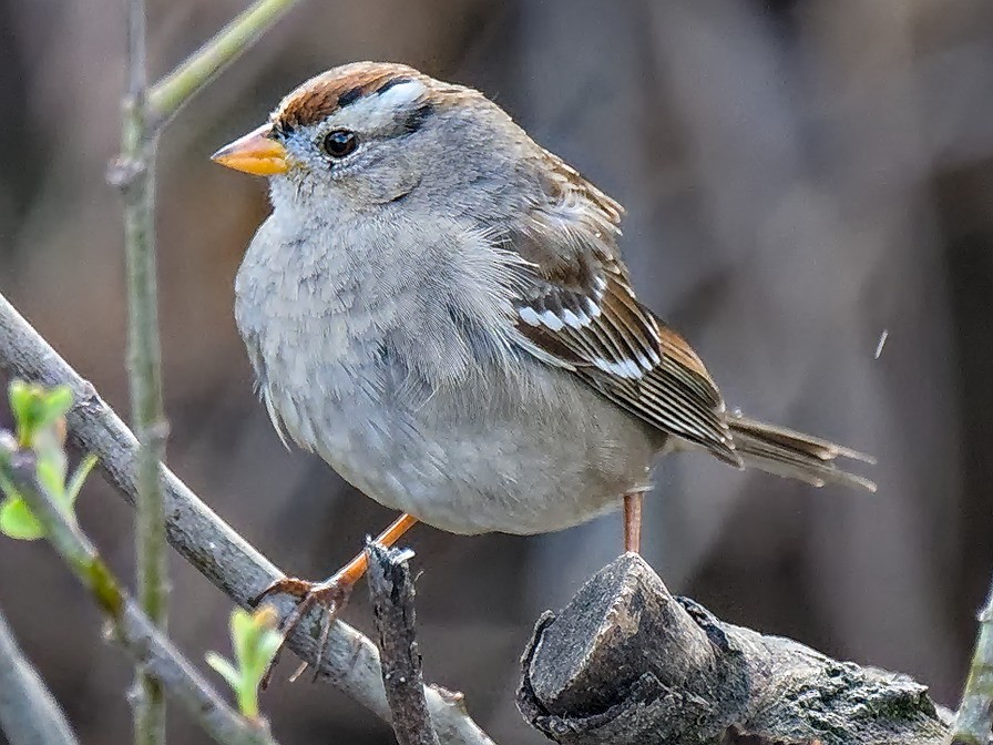 White-crowned Sparrow (Gambel's) - Michael Rieser