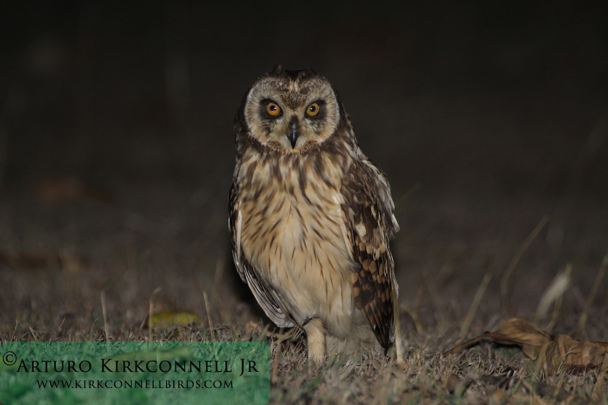 Short-eared Owl - Arturo Kirkconnell Jr