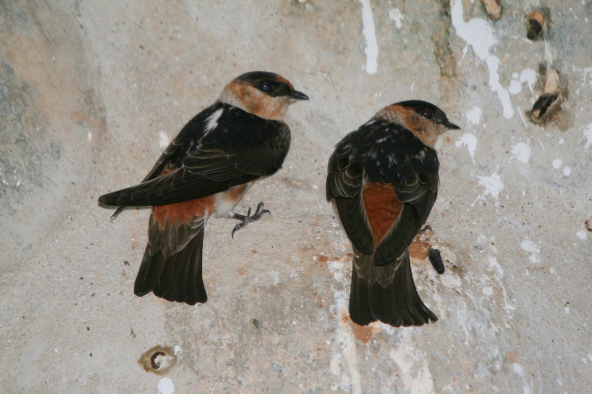 Cave Swallow - ML86461671